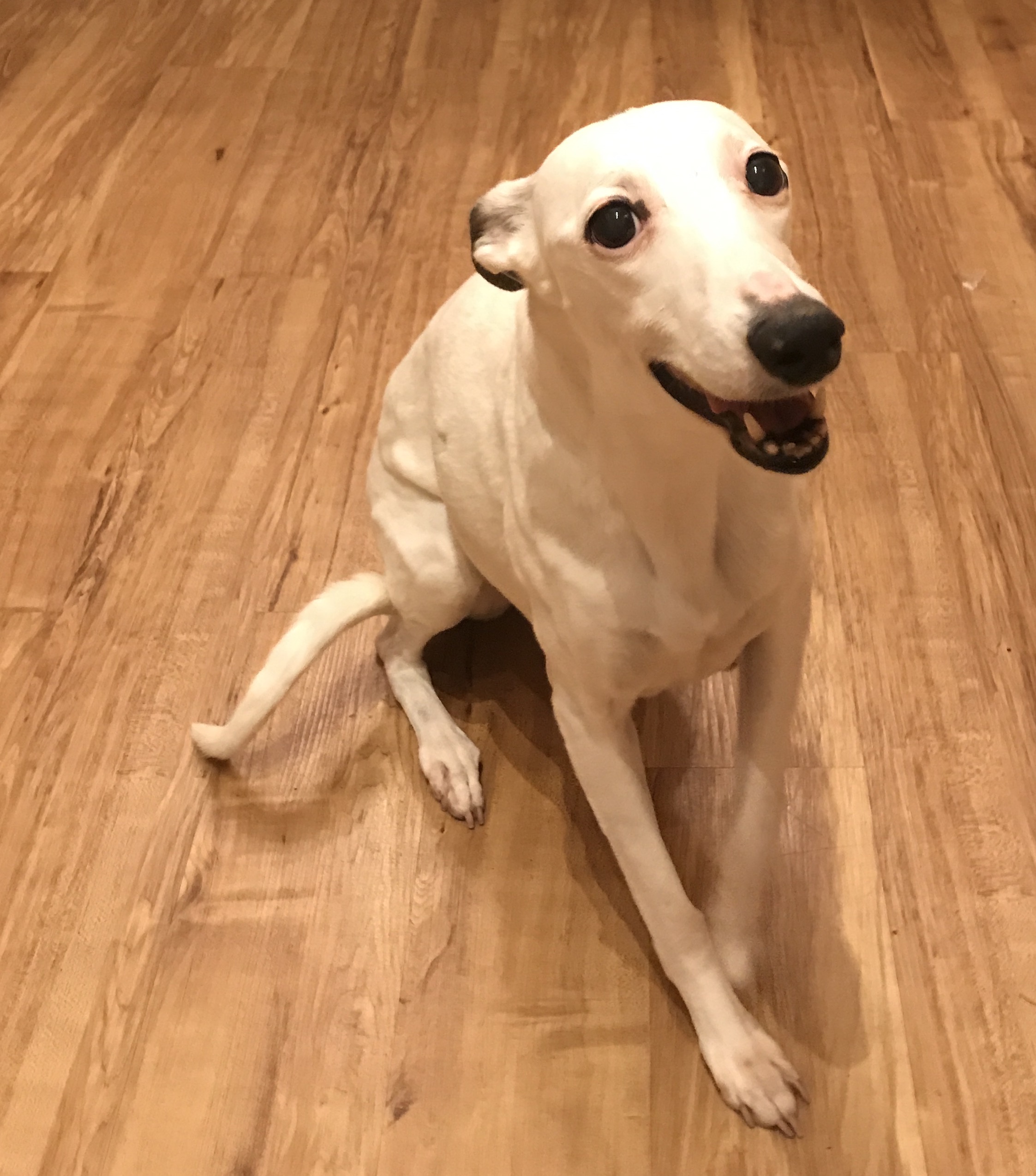 Whippet Rescue Dogs Looking For Homes Near Me