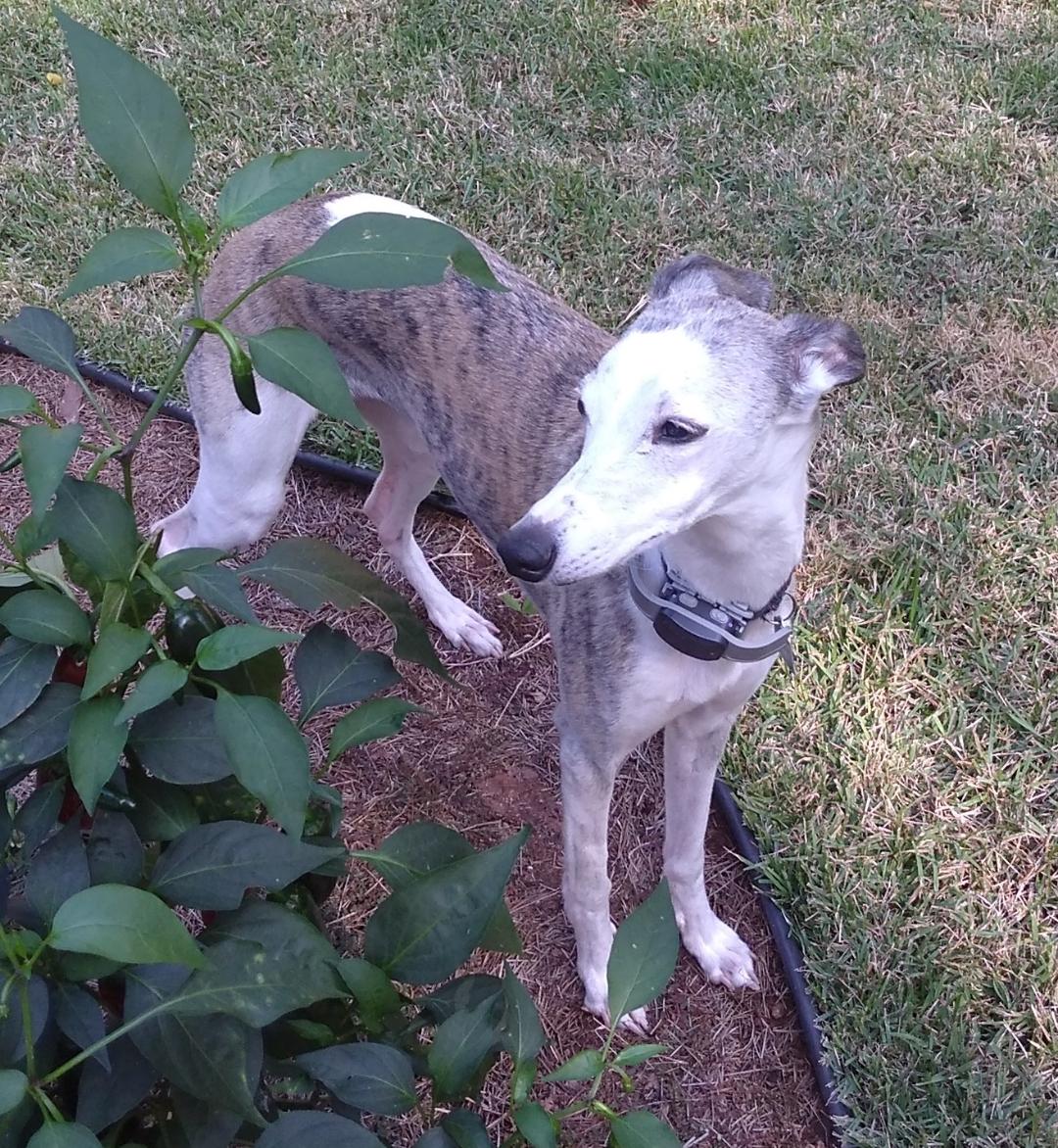 Available Rescue Whippets