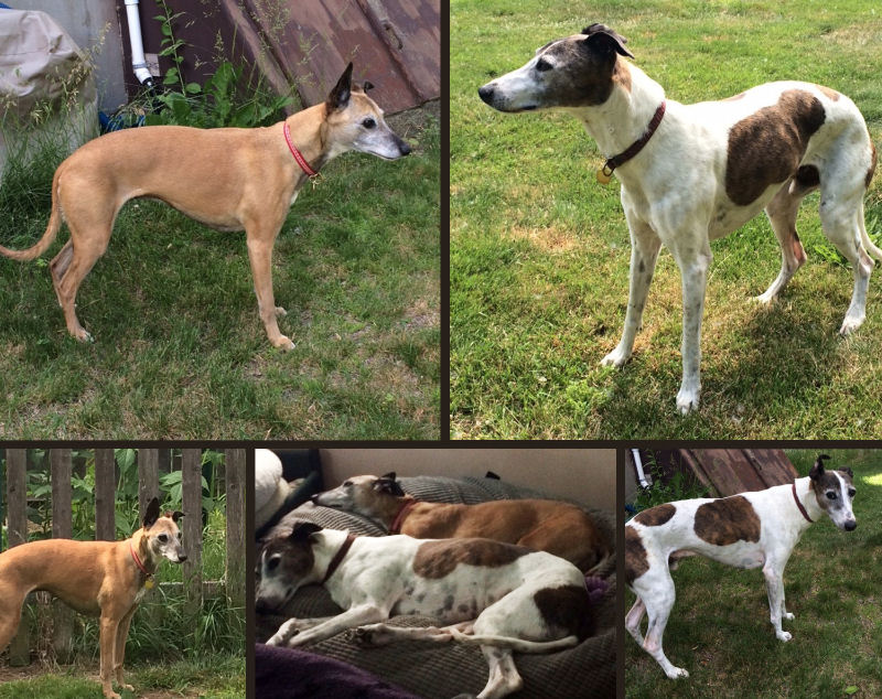 Available Rescue Whippets