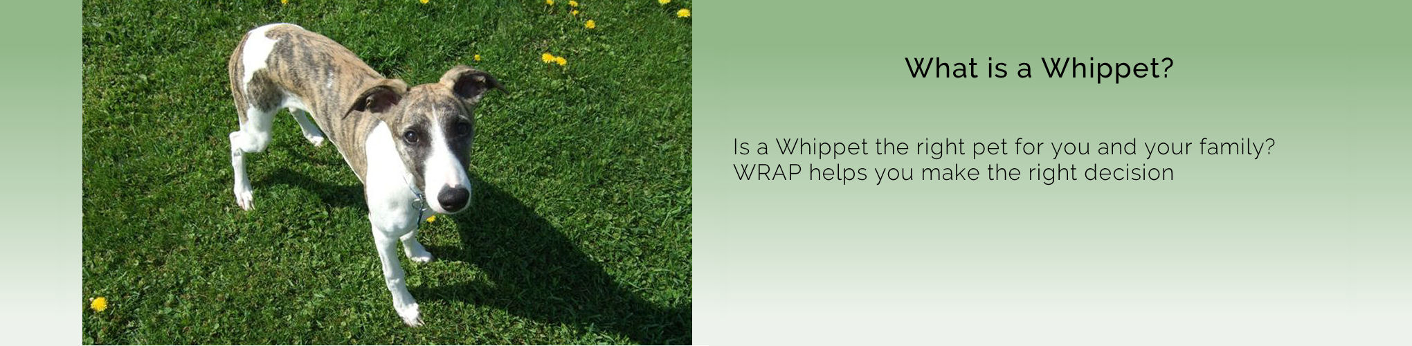 wrap whippet rescue