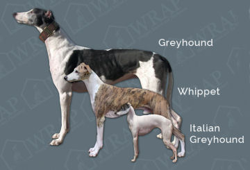 blue whippet rescue