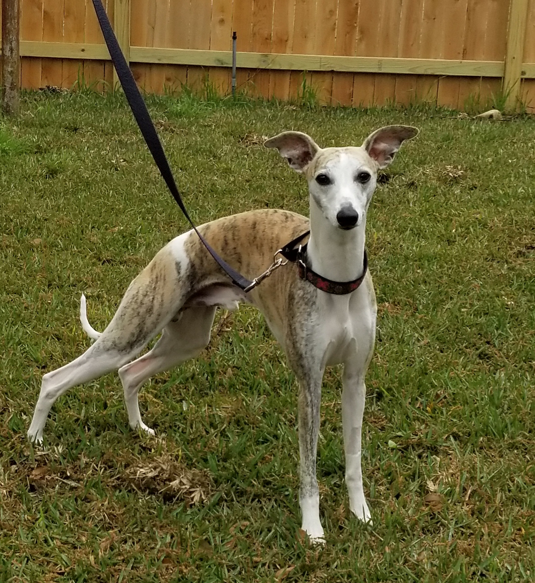 whippet adoption near me