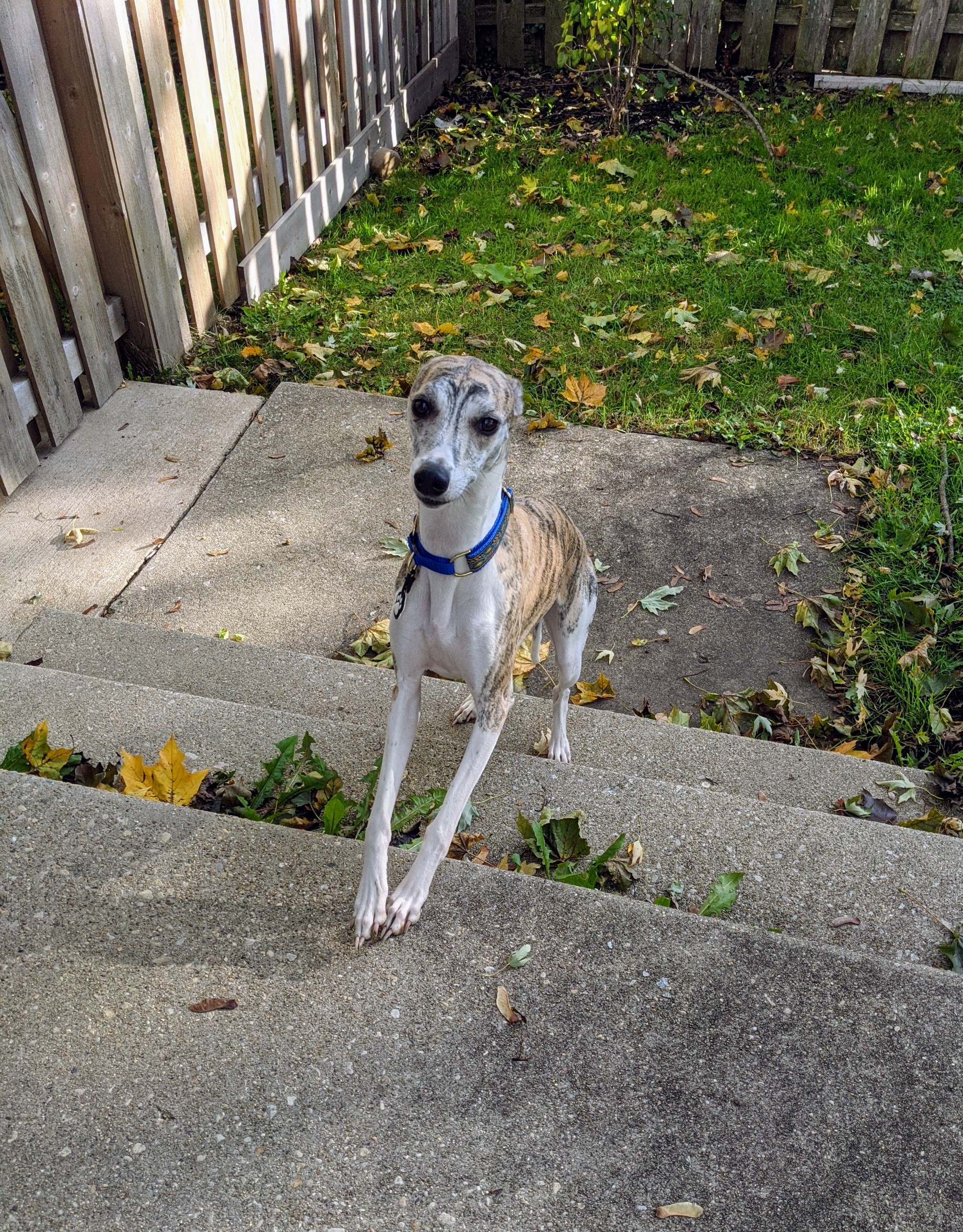 Whippet trust store