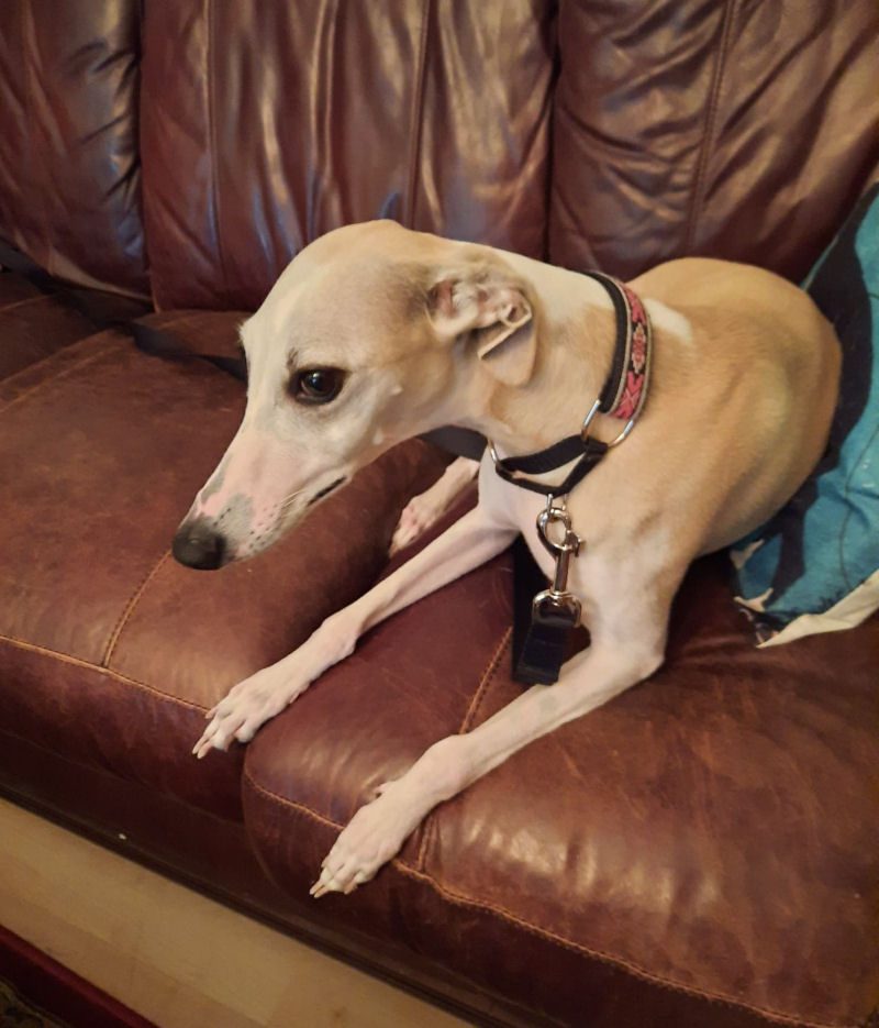 Rescue whippets hot sale sale