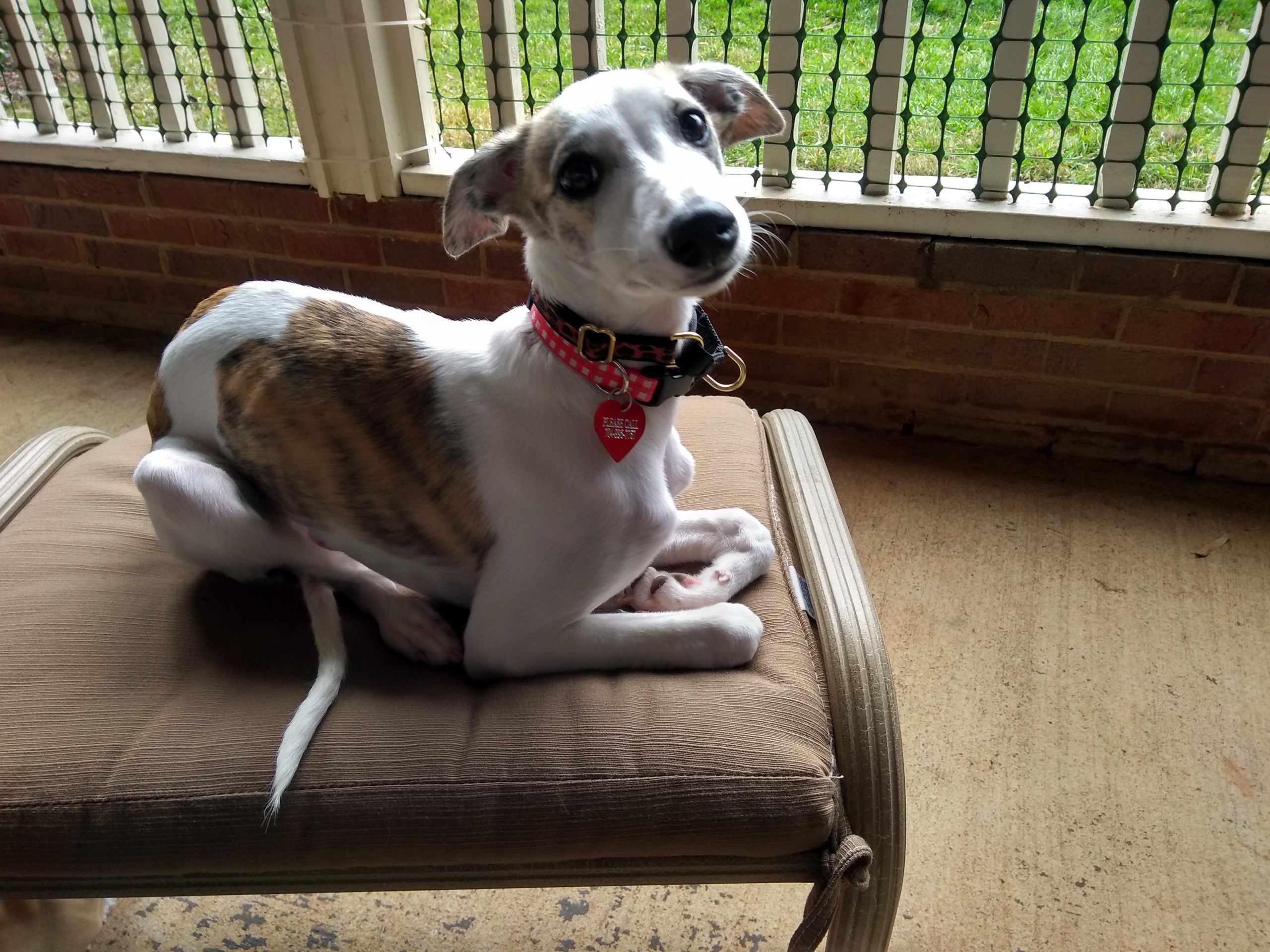 whippet adoption near me