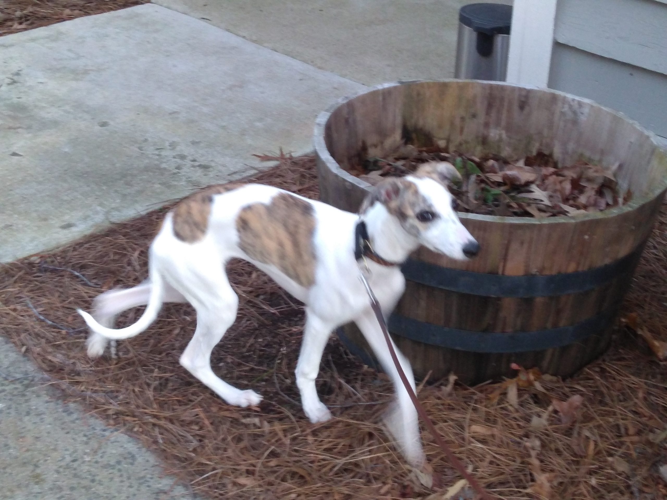 whippet adoption near me