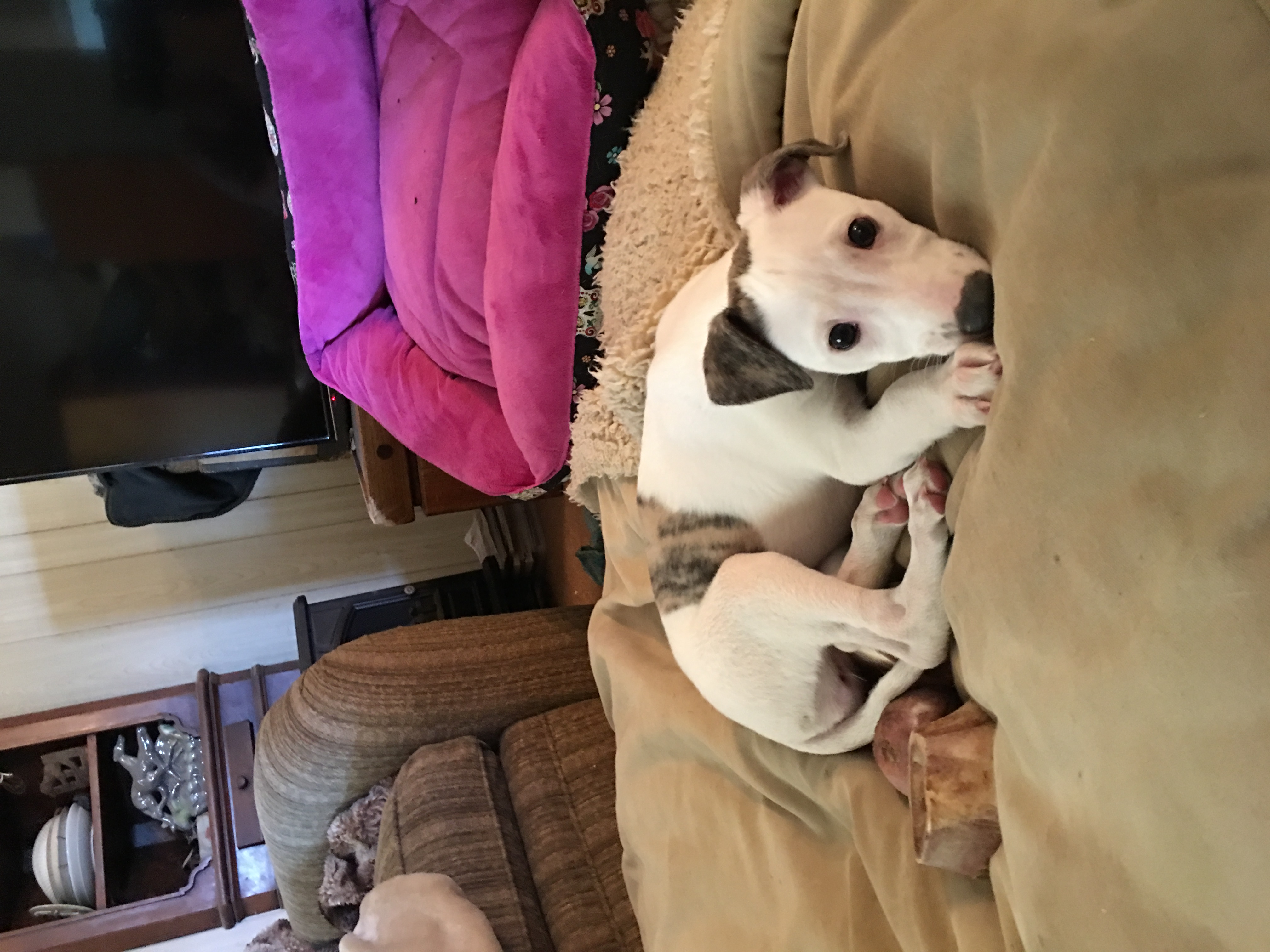 Adopted: Spots, female puppy