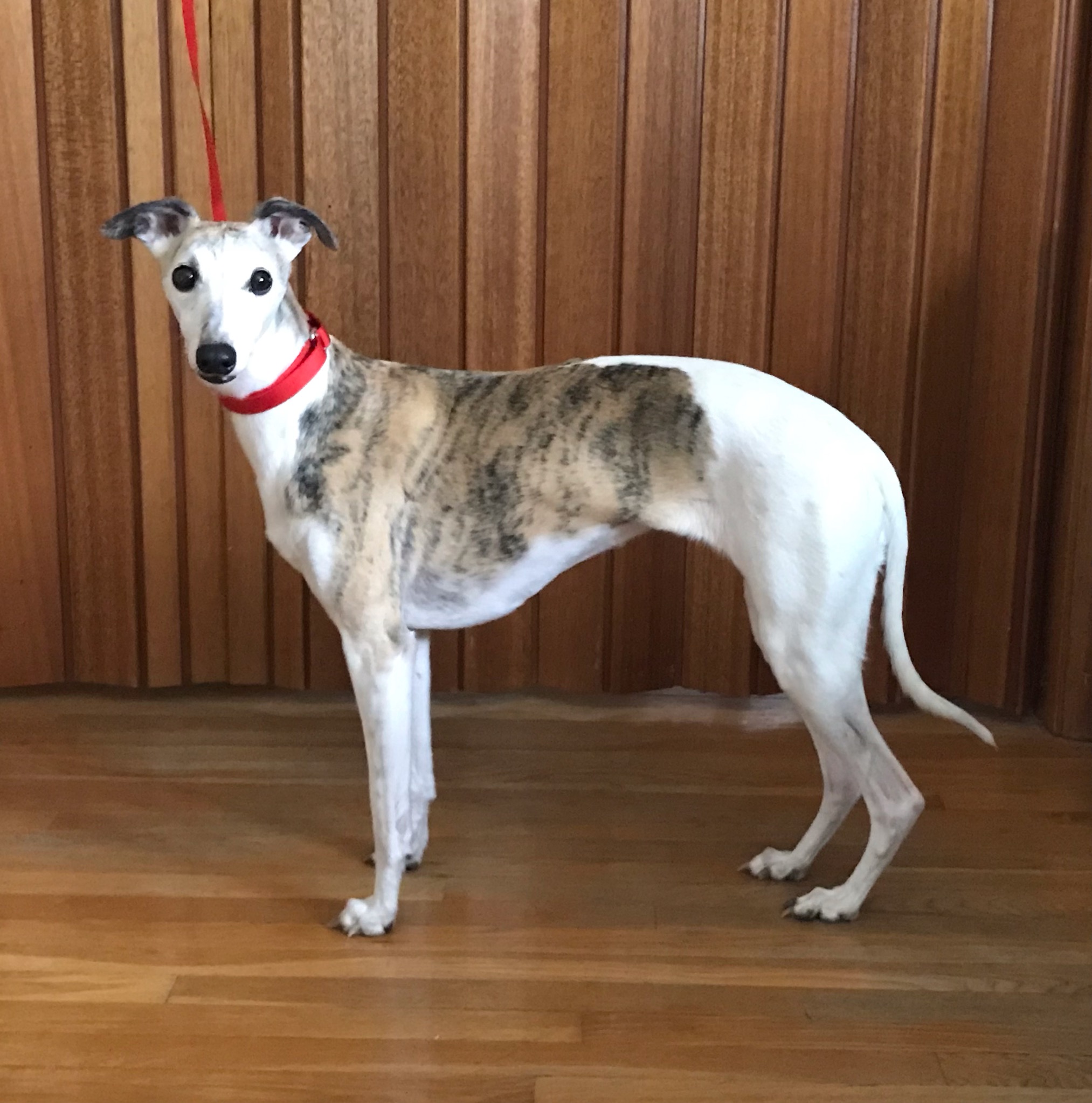 Whippet best sale dog rescue