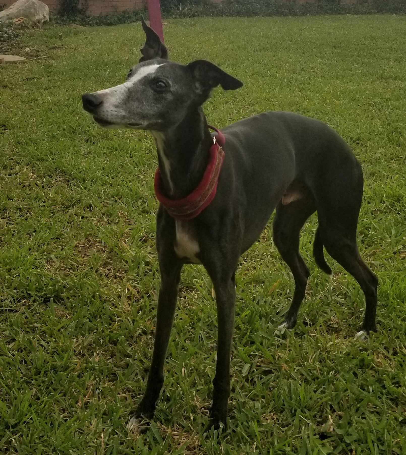 available-rescue-whippets