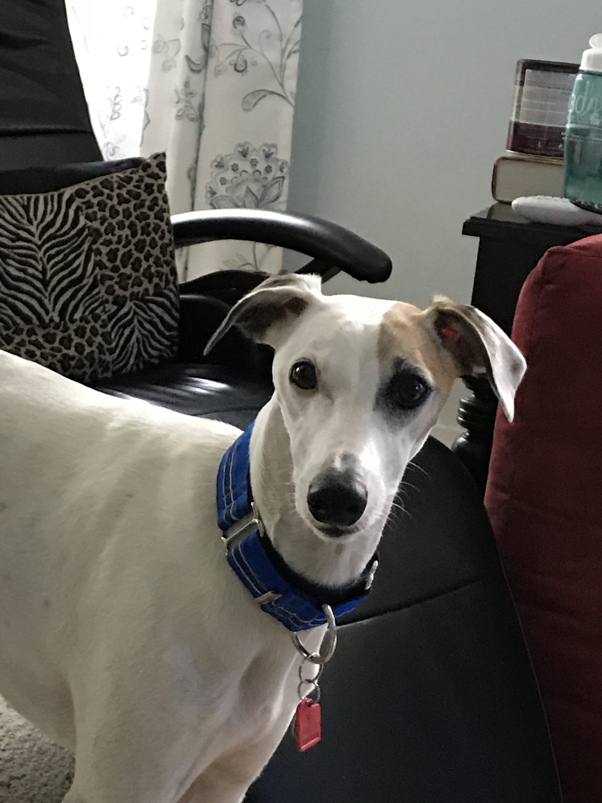 whippet rescue and placement