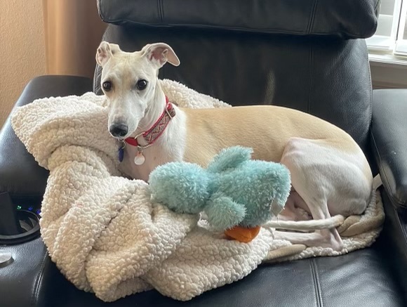 Whippet dog store rescue near me